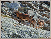 MOUFLONS